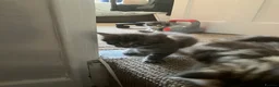 Mixed Breed cats for sale: Gorgeous Furr Babies  in Havant - Advert 6