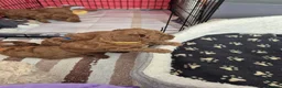 Toy Poodle dogs for sale: Red toy poodle - Advert 8