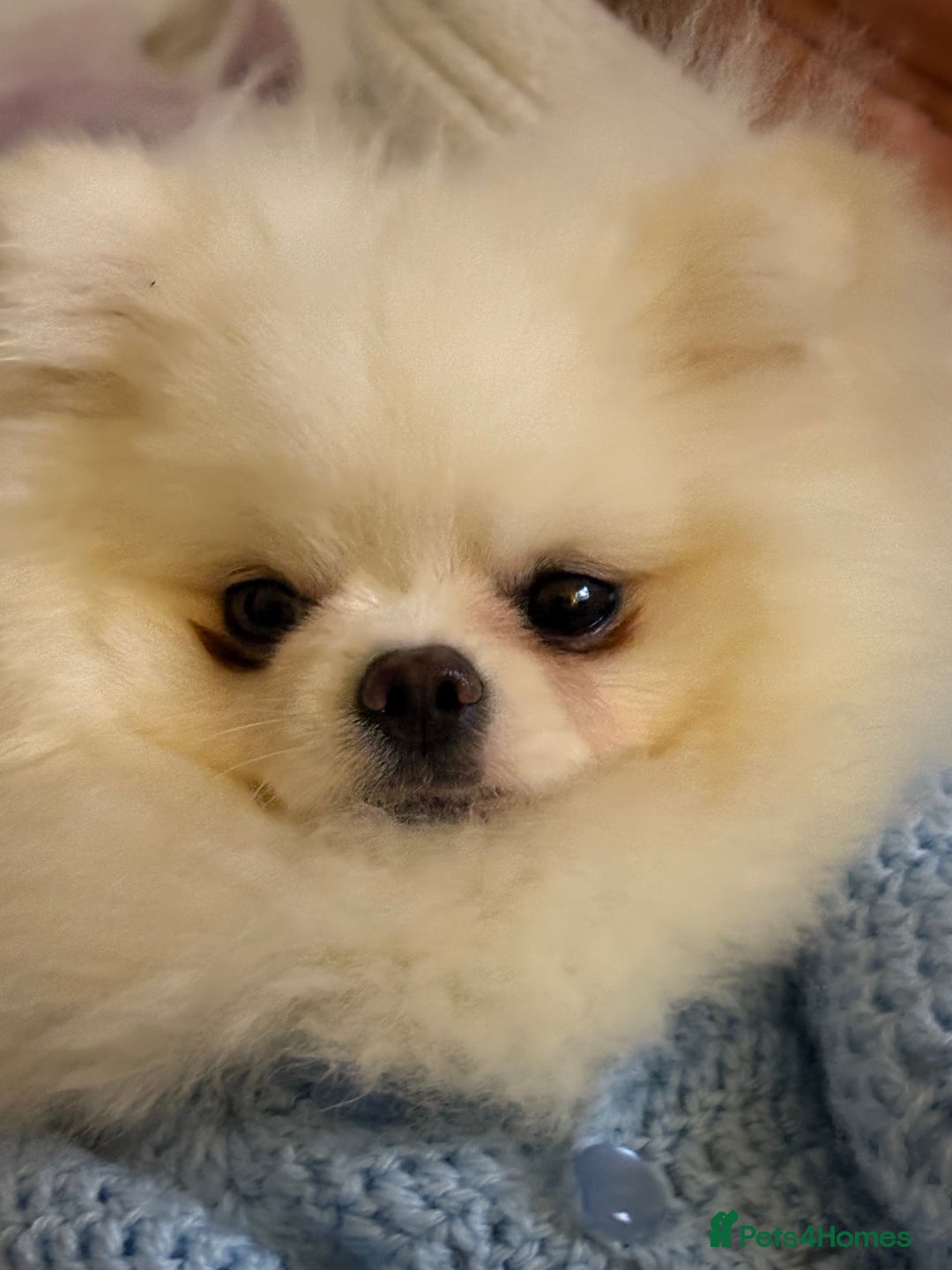 Pomeranian dogs for stud: ❄️ White compact KC Pomeranian (STUD) - Advert 3