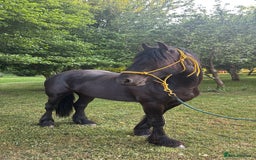 Friesian horses for sale: Friesian cross cob  - Image 1