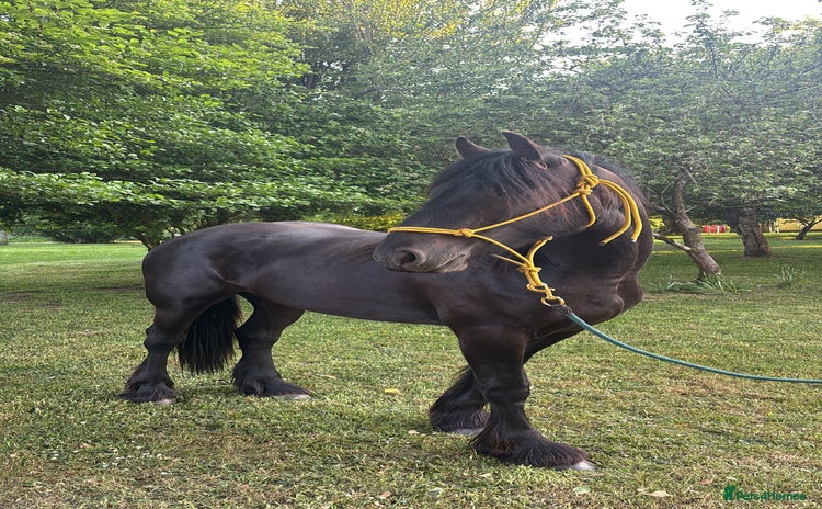 Friesian horses - Advert 1