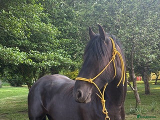 Friesian horses - Advert 3