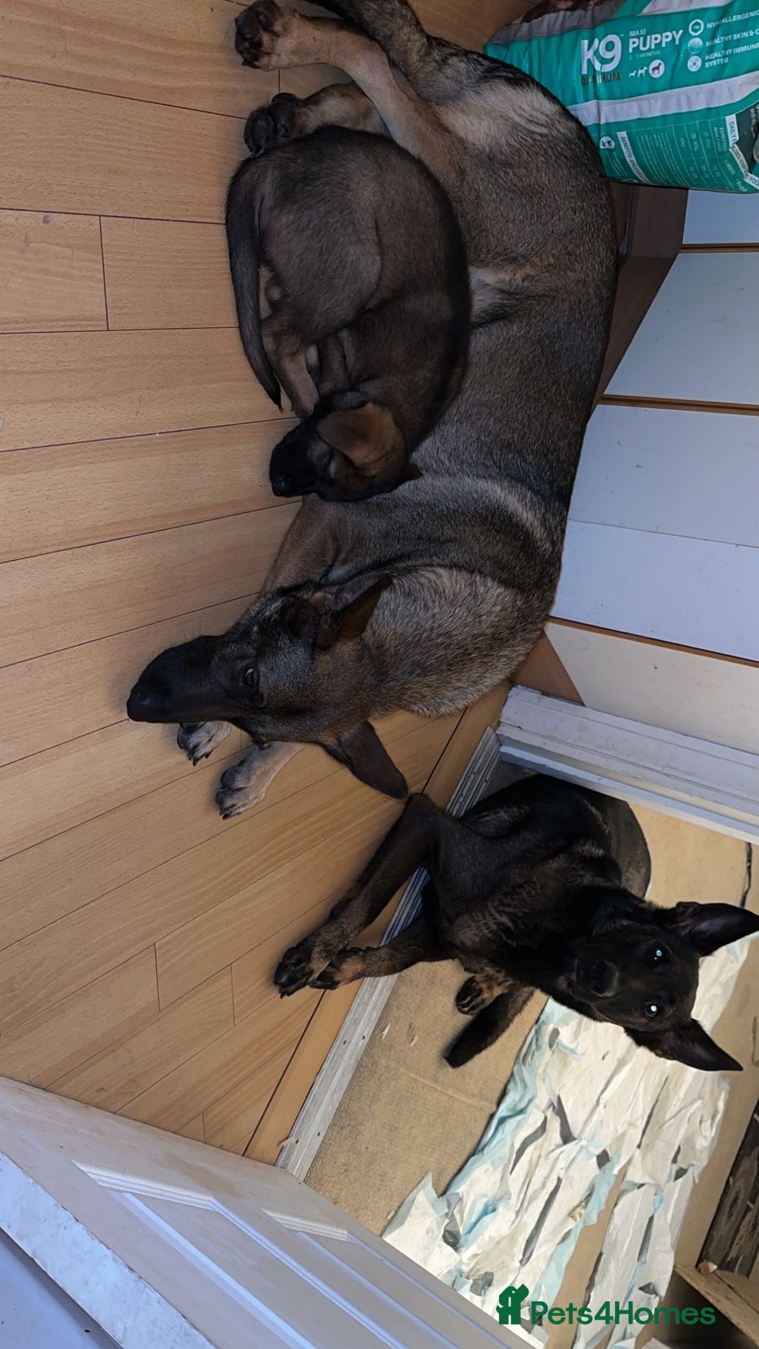 German Shepherd dogs for sale: 1 beautiful female German shepher kc reg working - Advert 22