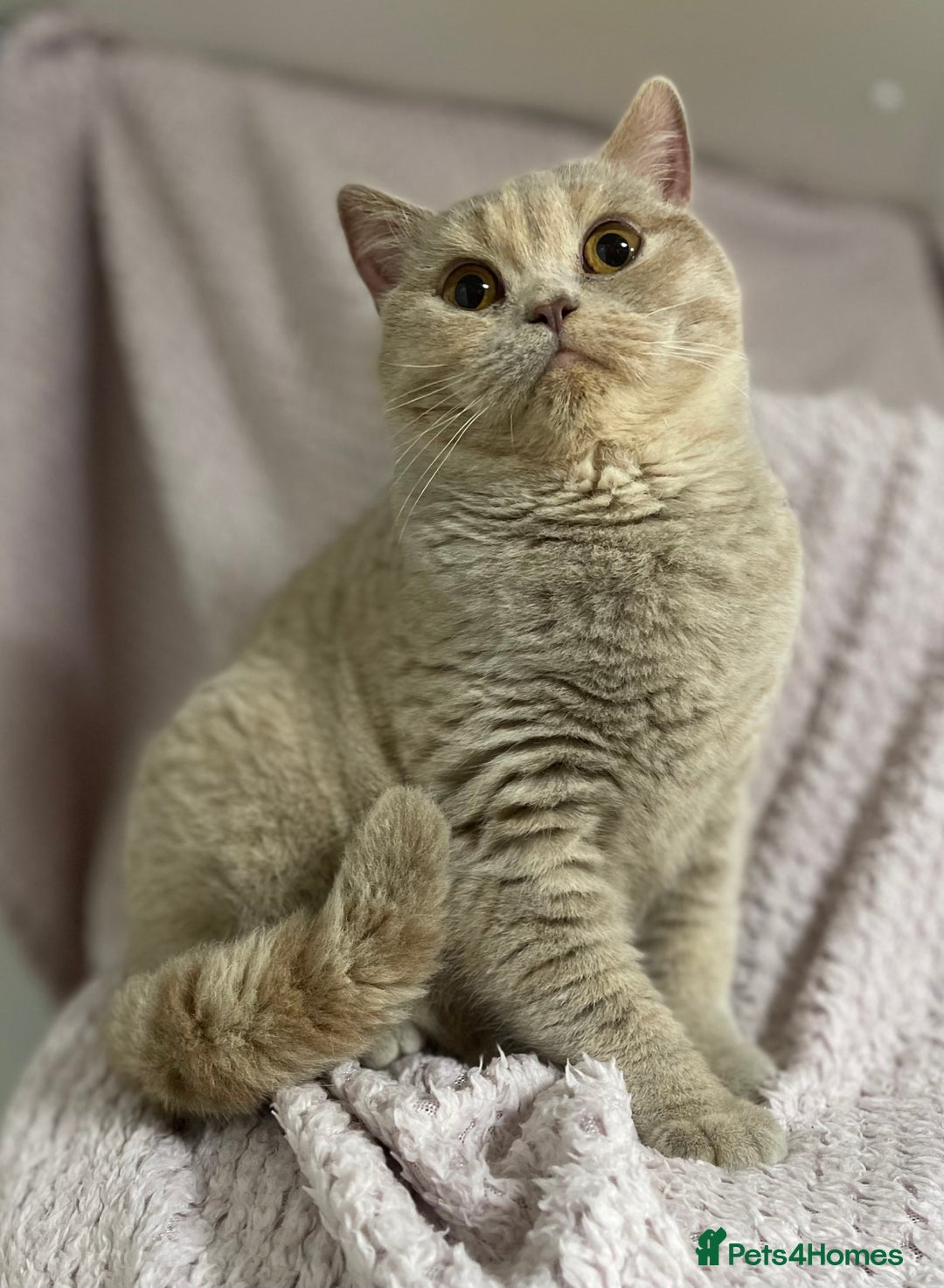British Shorthair cats for sale: Stunning GCCF Registered Active Female - Advert 1