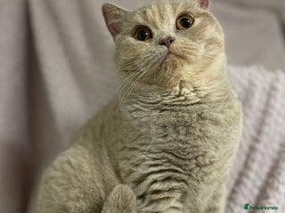 British Shorthair cats Stunning GCCF Registered Active Female - Advert 3