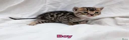 Bengal cats for sale: Gorgeous health tested glitter TICA Bengal kittens - Advert 15