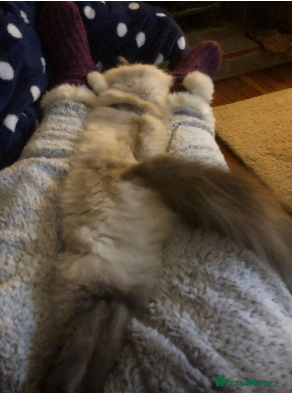 Ragdoll cats for sale: Beautiful natured pure Ragdoll  in Nottingham - Advert 4
