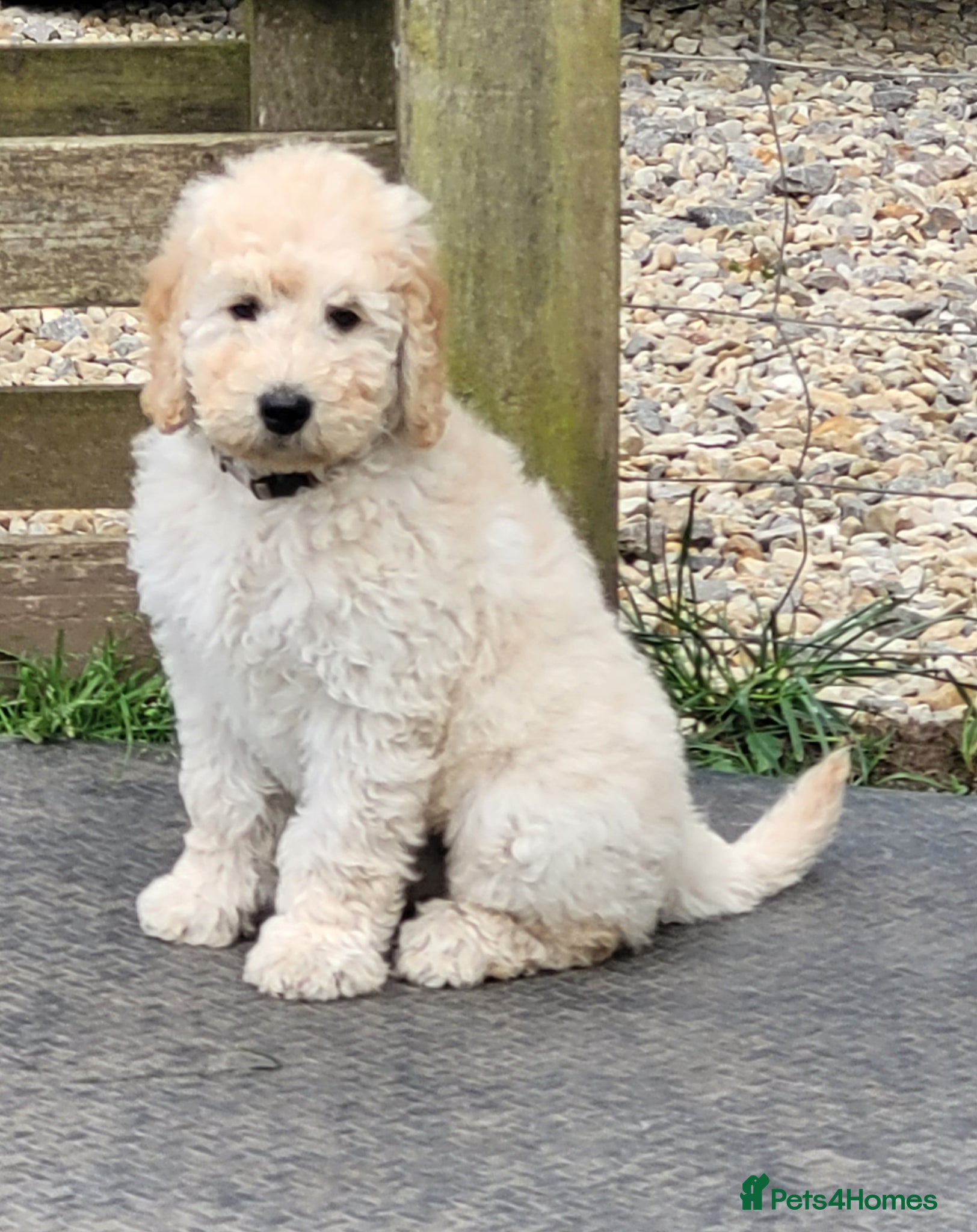 Mini Goldendoodle dogs Miniature Goldendoodle Puppies  - Advert 2