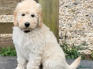 Mini Goldendoodle dogs Miniature Goldendoodle Puppies - Advert 8