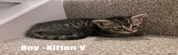 Mixed Breed cats for sale: Russian Blue Cross Kittens - 2 Boys - 1 Girl in Peterborough - Advert 9