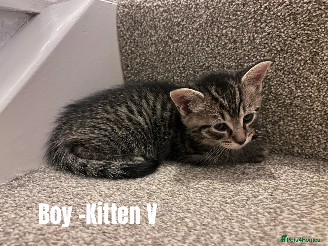 Mixed Breed cats for sale: Russian Blue Cross Kittens - 2 Boys - 1 Girl in Peterborough - Advert 9