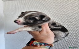 Border Collie dogs for sale: Border collie puppies  - Image 1