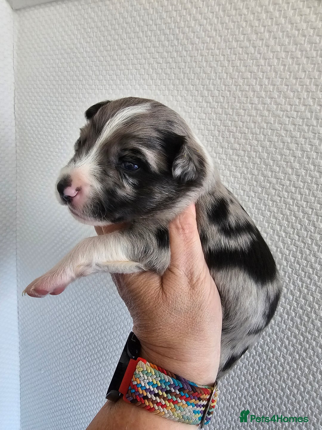 Border Collie dogs for sale: Border collie puppies  - Image 1
