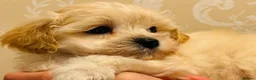 Maltipoo dogs for sale: * Tiny Korean Maltipoo Babies * - Advert 6