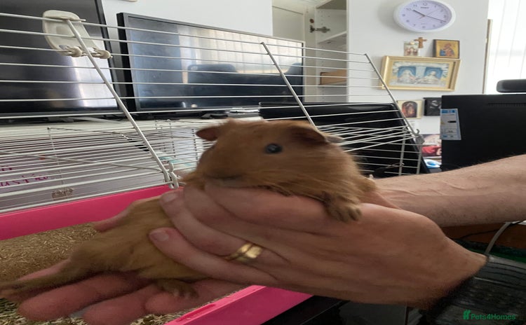Guinea Pig rodents - Advert 1