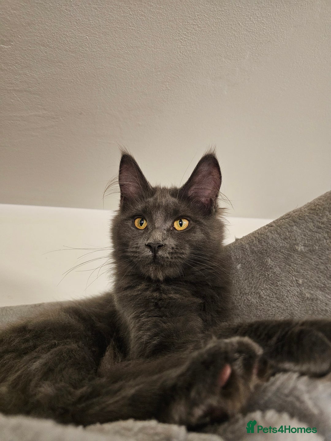 Maine Coon cats for sale: 🔥*STUNNING Litter of 6 Solid*💎*Blue Maine Coon💎 - Advert 30