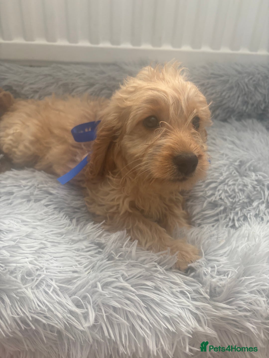 Cockapoo dogs for sale: Cockapoo Puppies - Image 9