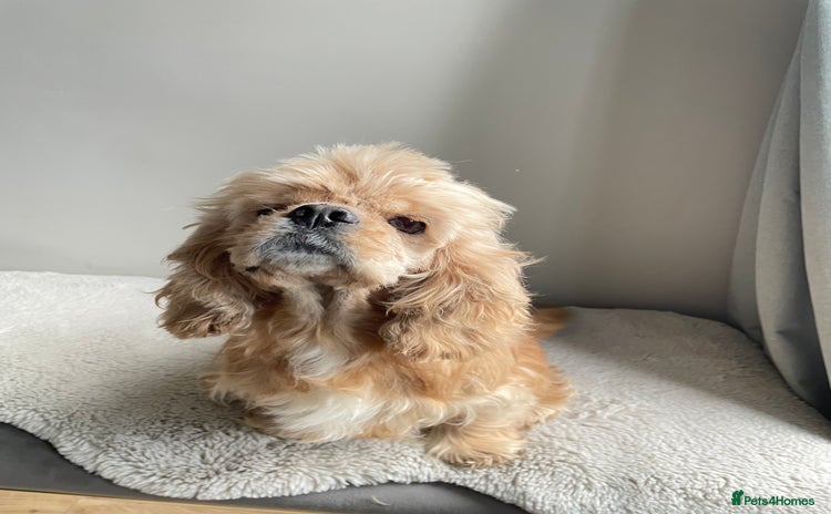 American Cocker Spaniel dogs Kc reg buff girl - Advert 1