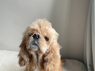 American Cocker Spaniel dogs Kc reg buff girl - Advert 1