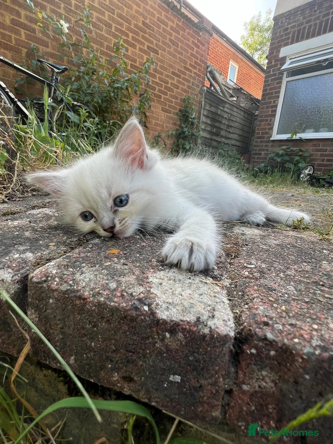Ragdoll cats for sale: Beautiful Ragdoll Cats For Sale - Advert 4