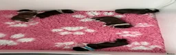 Boston Terrier dogs for sale: Five gorgeous puppies, looking for a forever home - Advert 11