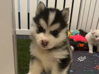 Pomsky dogs F2 Pomsky Puppies – Luna’s Pride Litter - Advert 2