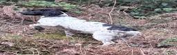 English Springer Spaniel dogs for sale: Beautiful Springer Spaniel Puppies - Advert 4