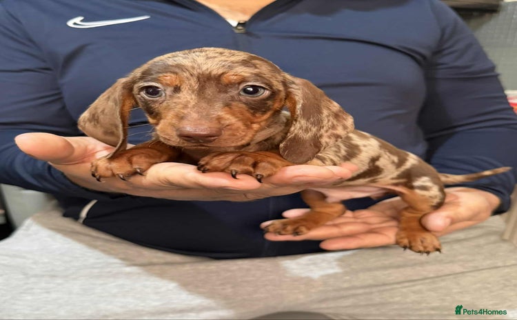 Dachshund dogs Miniature Dachshund Puppies - Advert 13