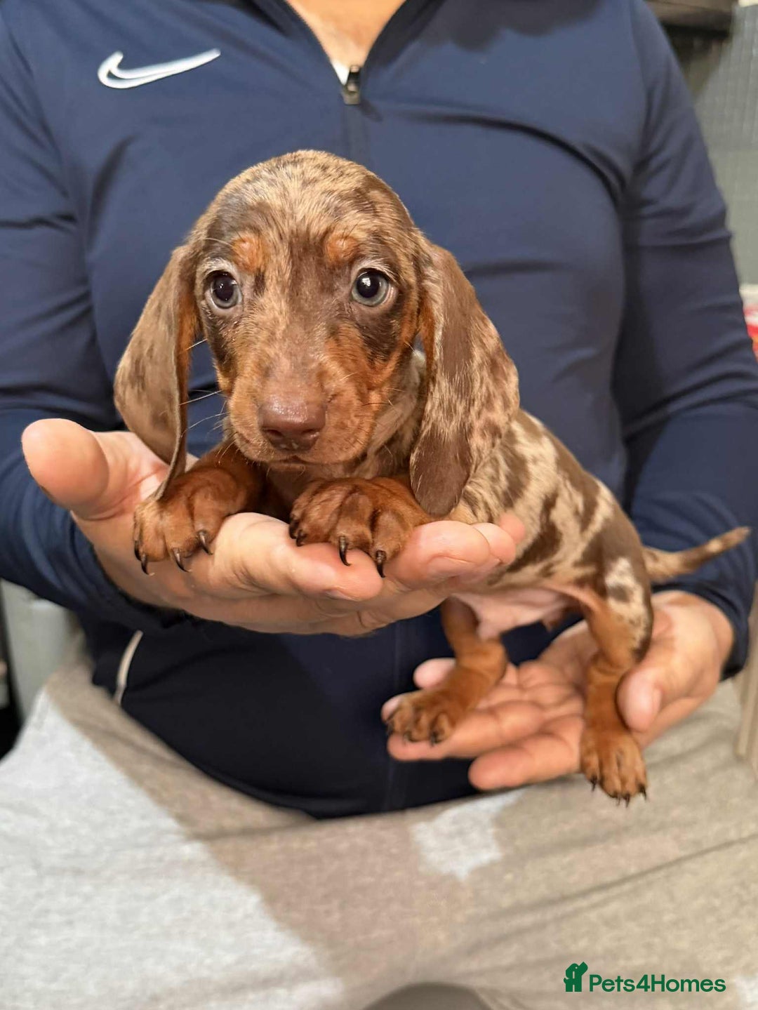 Dachshund dogs for sale: Miniature Dachshund Puppies - Advert 18