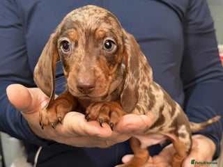 Dachshund dogs Miniature Dachshund Puppies - Advert 4