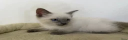 Ragdoll cats for sale: Adorable and friendly Ragdoll Kittens - Advert 7