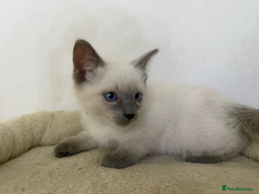 Ragdoll cats for sale: Adorable and friendly Ragdoll Kittens - Advert 7