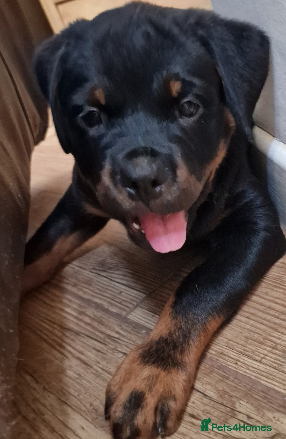 Rottweiler dogs for sale: MASSIVE ROTTWEILER PUPPIES  - Advert 34