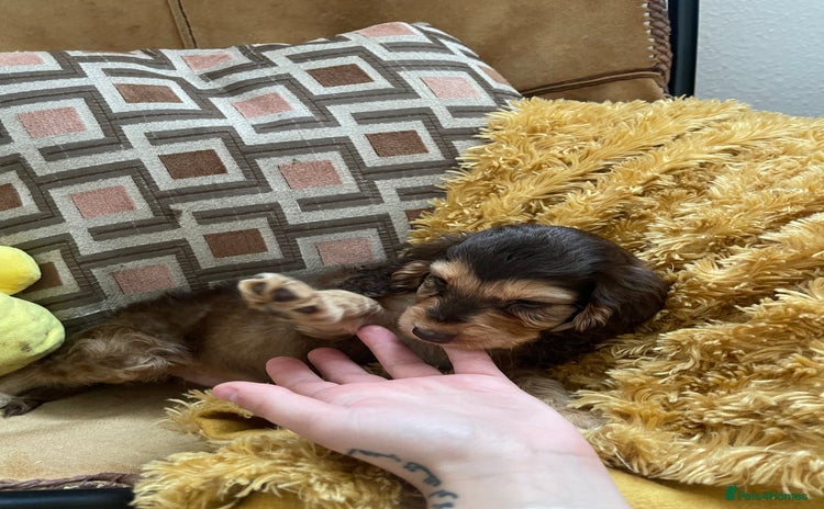 Cocker Spaniel dogs - Advert 5
