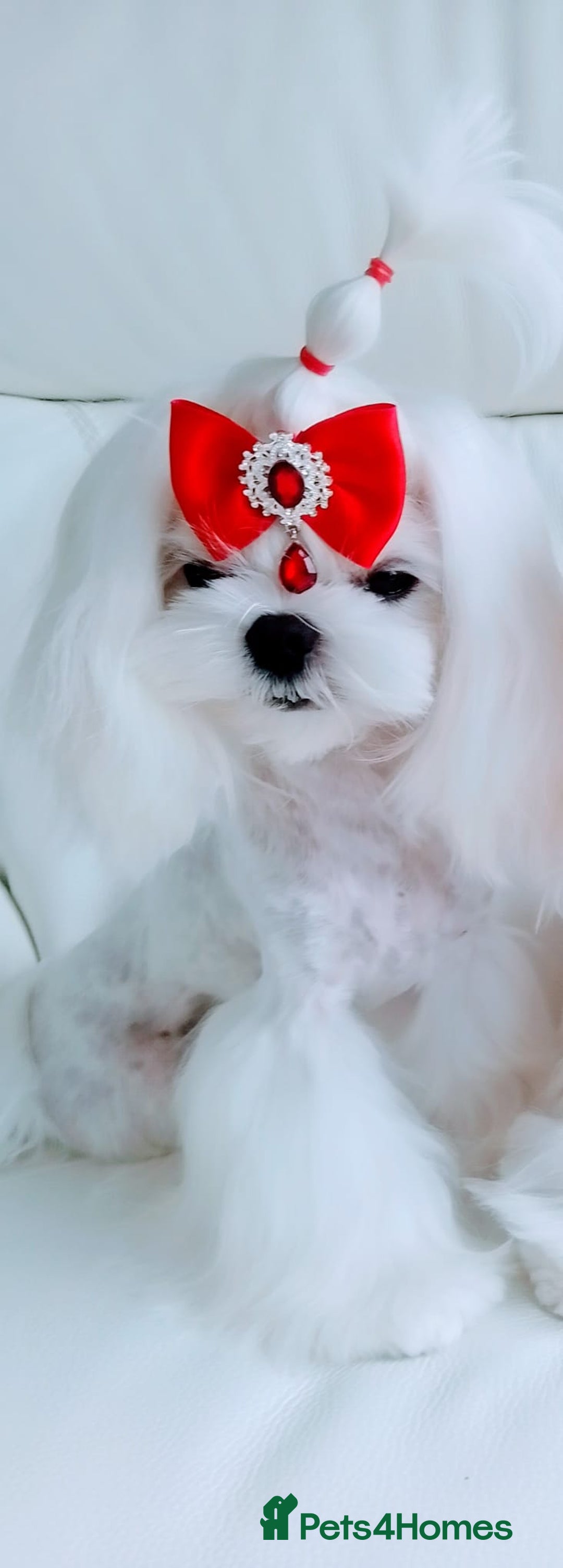 Maltese dogs for sale: 🩵KC reg  Korean doll face Maltese 🩵 - Image 5
