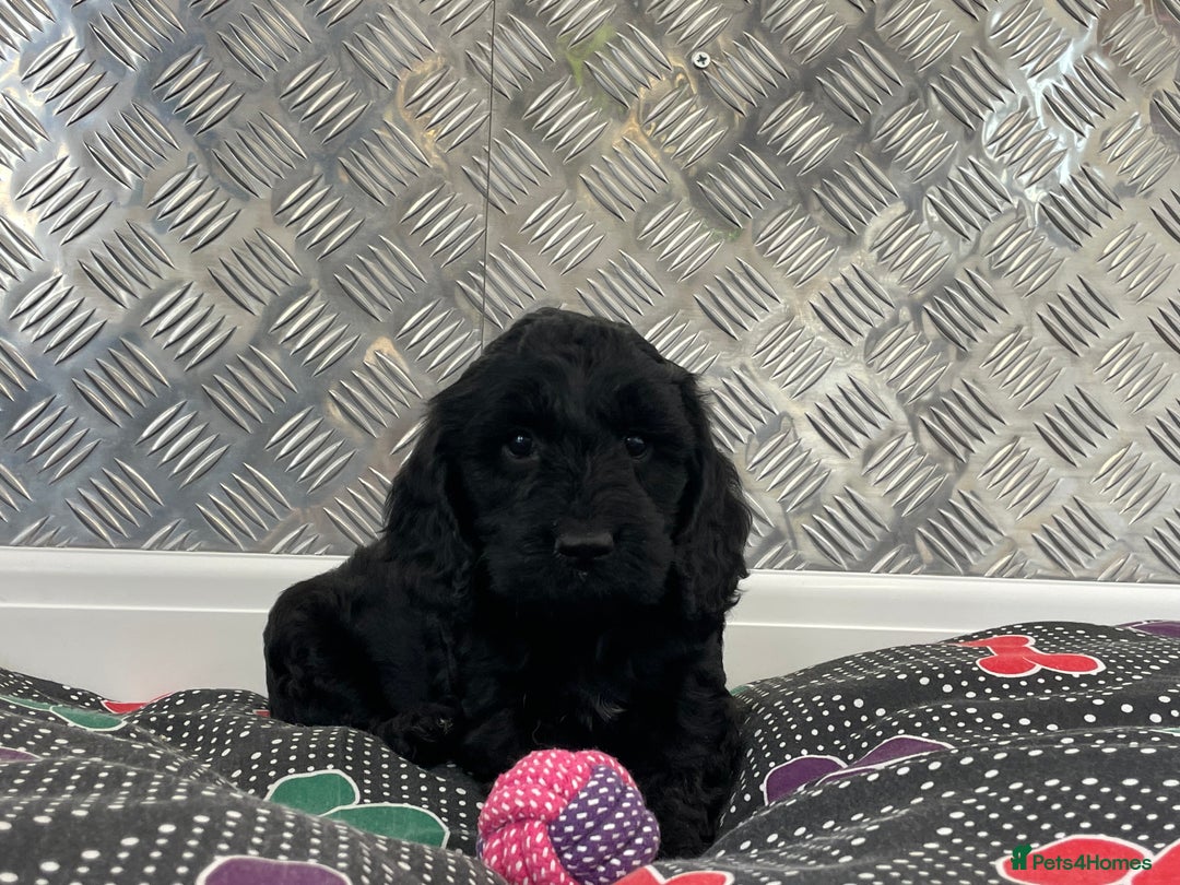 Cockapoo dogs for sale: F1 Cockapoo puppies for sale  - Image 5