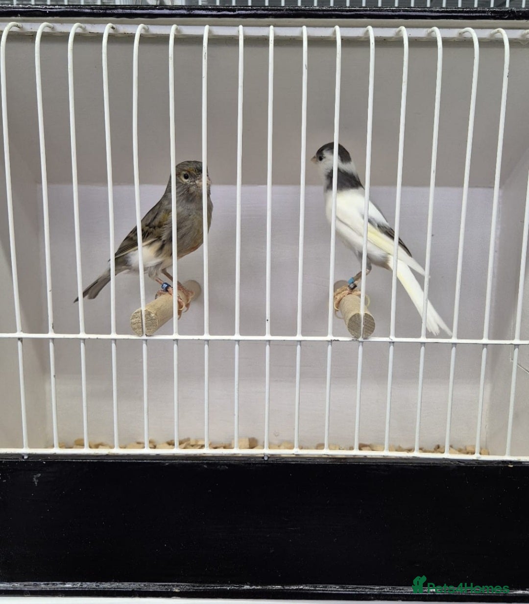 Canaries birds Canaries for sale - Advert 1