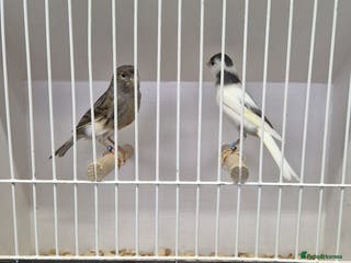 Canaries birds Canaries for sale - Advert 1