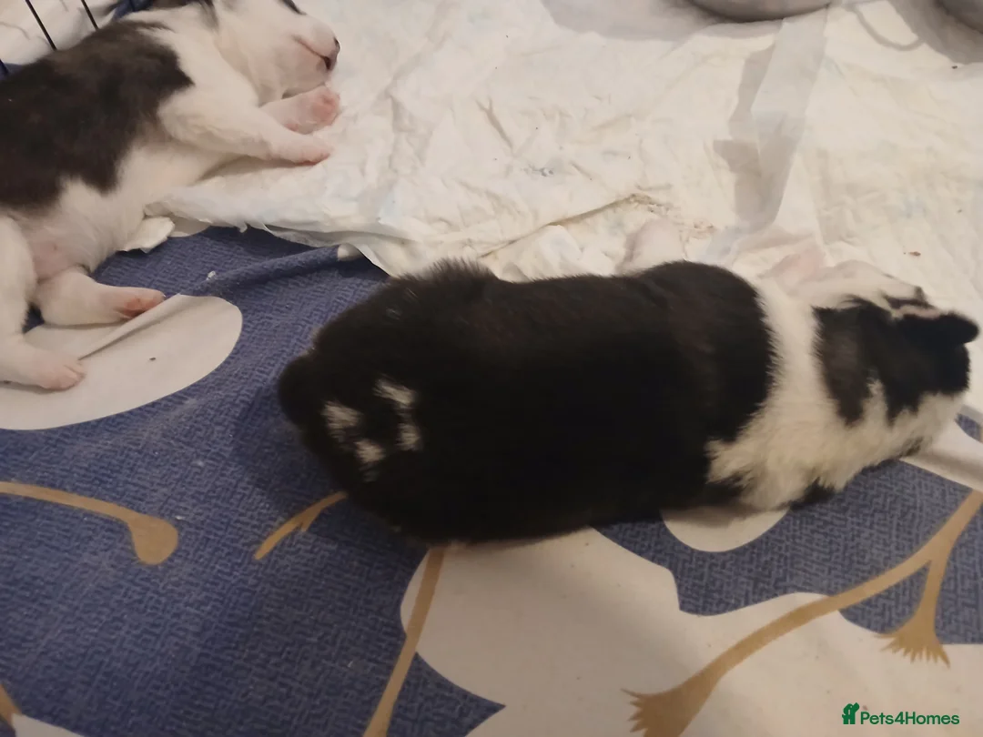 Siberian Husky dogs for sale: 1 SIB HUSKY GIRL LEFT CAN LEAVE 12/02/26 - Advert 20