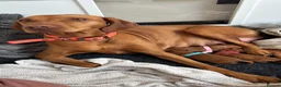 Hungarian Vizsla dogs for sale: Gorgeous kc registered vizsla puppies  in Birmingham - Advert 10