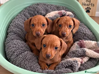 Dachshund dogs Ready to leave! Beautiful blue eyed miniatures - Advert 4