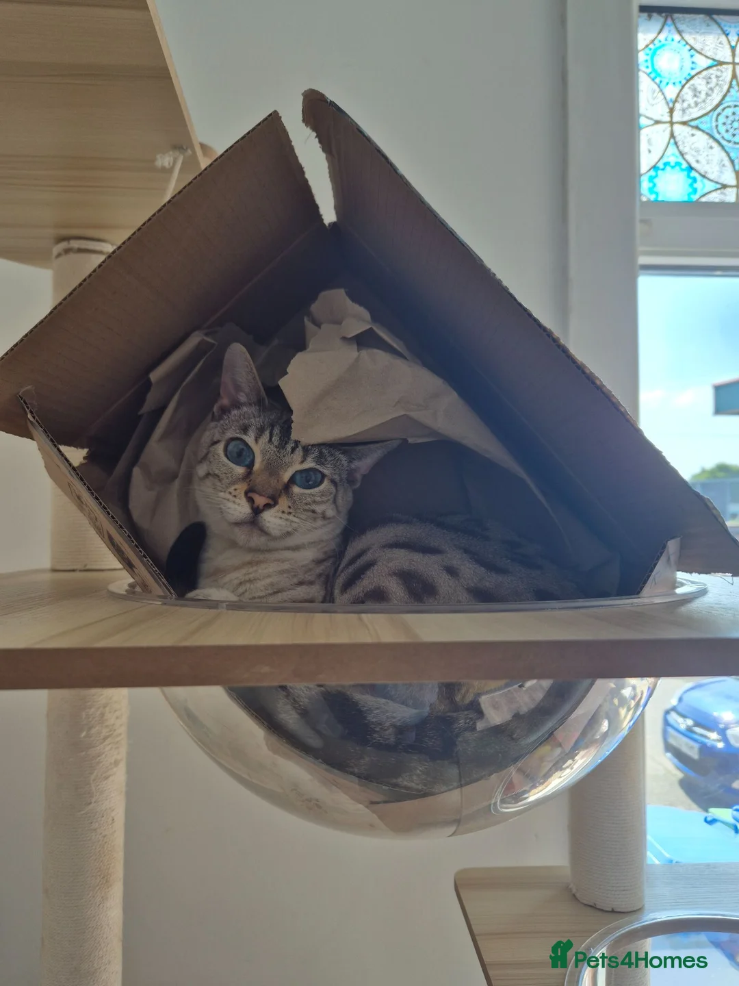 Bengal cats for sale: Beautiful seal lynx spotted bengal - Advert 1