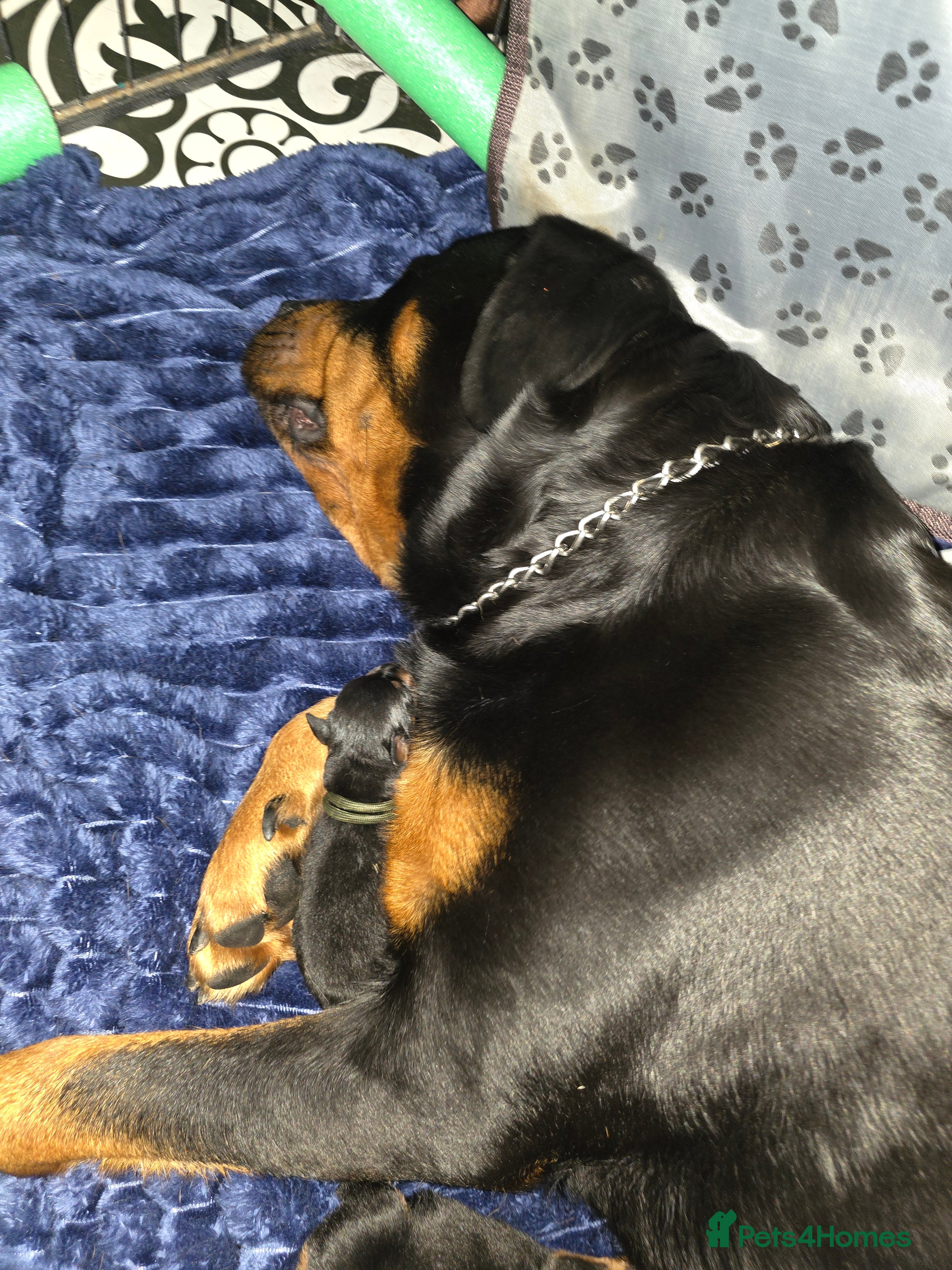 Rottweiler dogs for sale: Beautiful Pedigree Rottweiler Boys - Advert 2