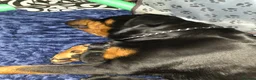 Rottweiler dogs for sale: Beautiful Pedigree Rottweiler Boys - Advert 2
