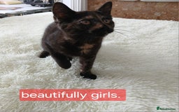 Bombay cats for sale: Three precious female kittens - Image 6