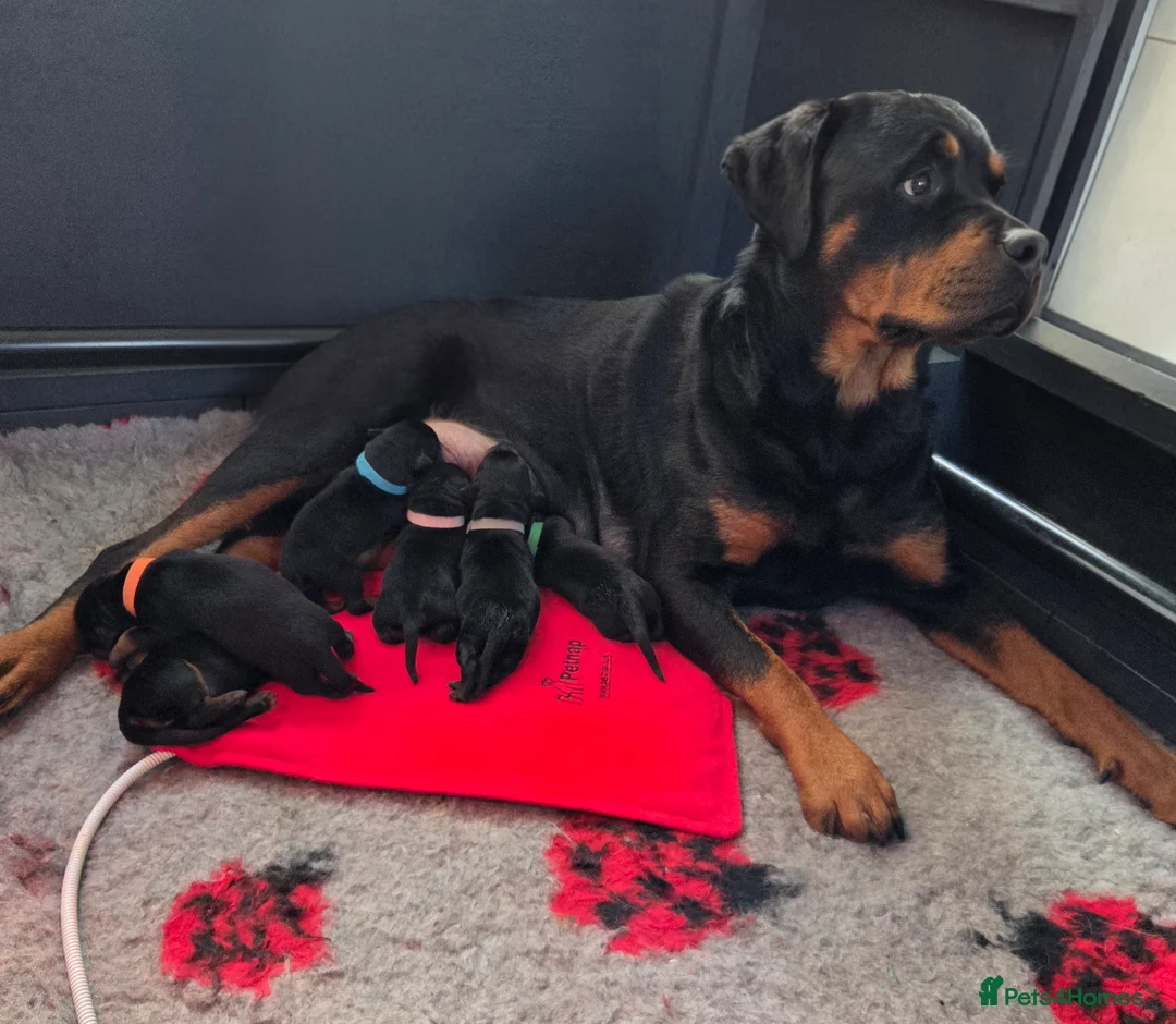 Rottweiler dogs for sale: Kc, dna, hips, elbows, eye tested parents  - Advert 10