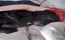 Field Spaniel dogs for sale: Spaniel puppies  - Image 10