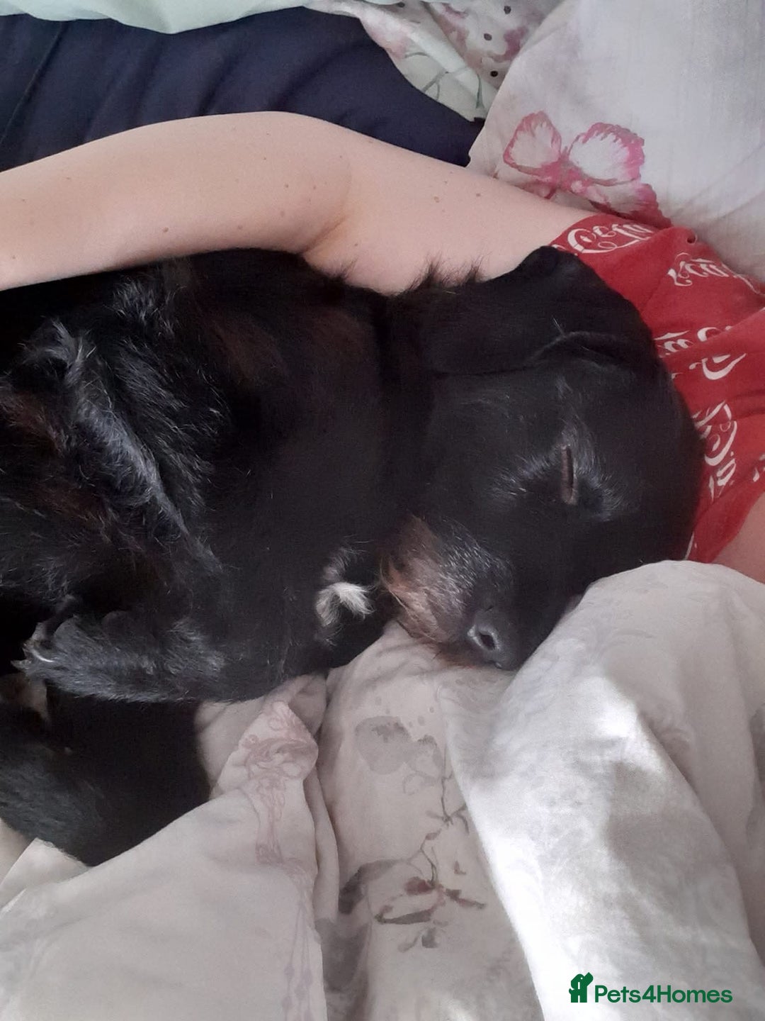 Field Spaniel dogs for sale: Spaniel puppies  - Image 10