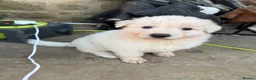 German Shepherd dogs for sale: Outstanding KC White long haired GSD pups  - Advert 13
