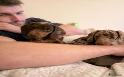Miniature Dachshund dogs for sale: MINIATURE DASCHUND PUPPIES - Image 4